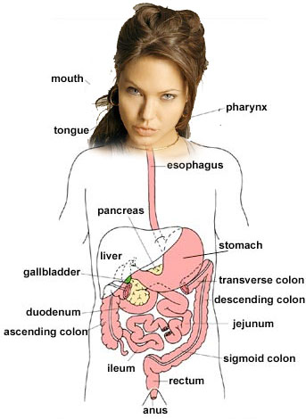 Angelina Jolie's Digestive System