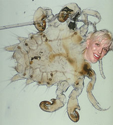 Crab Louse