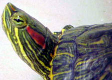 Binky! The Red Ear Slider Turtle!