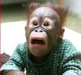 Shocked monkey